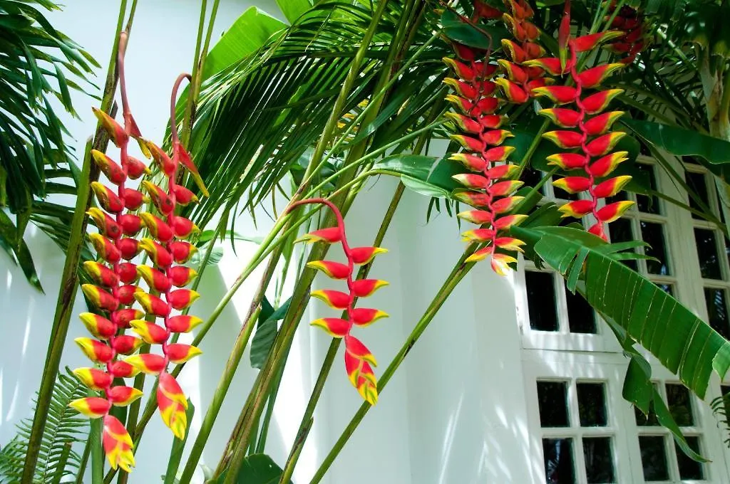 Negril Palms Hotel